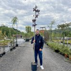 Javor mliečny (Acer platanoides) ´CRIMSON SENTRY´ - výška 300-350 cm, obvod kmeňa 6/8 cm, kont. C18L 